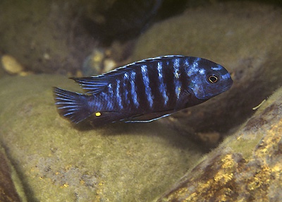 Tropheops sp. 'chilumba type' Chiwindi
